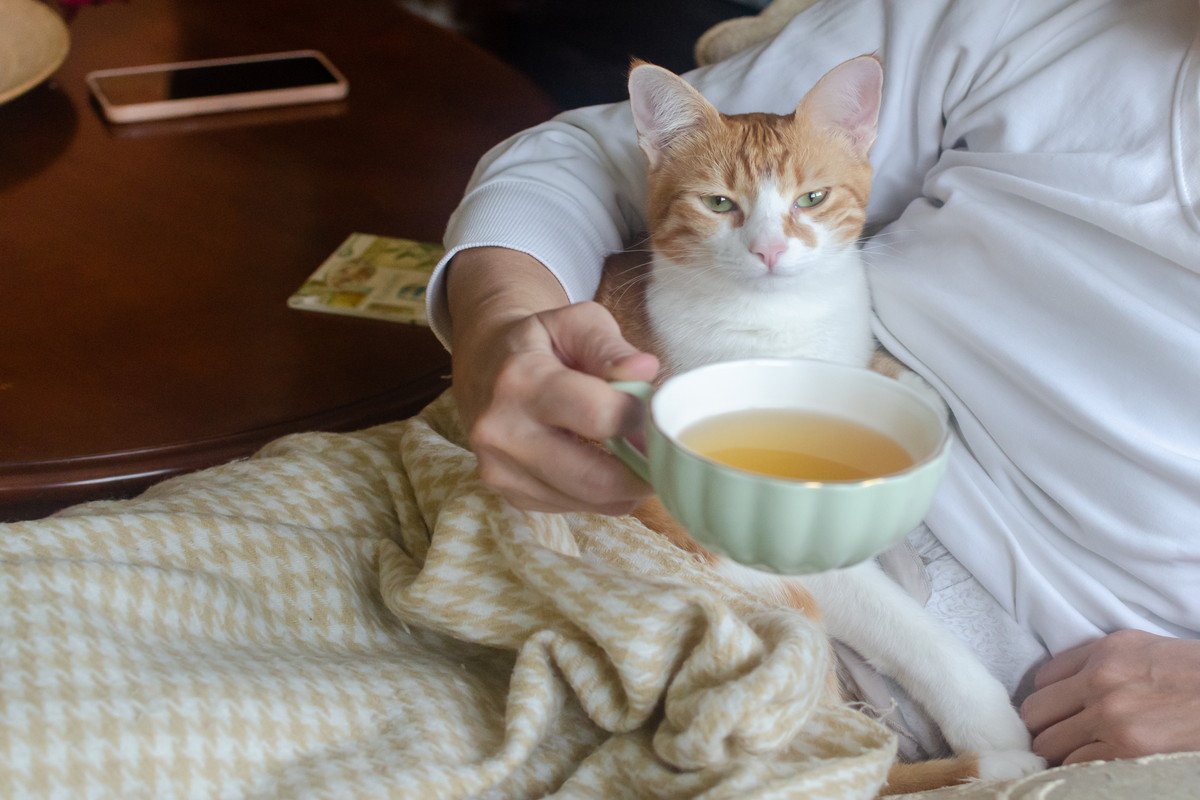 猫が『飼い主の体に乗ろうとする』ときの理由4つ　乗る場所から読み取れる心理や上手な接し方まで