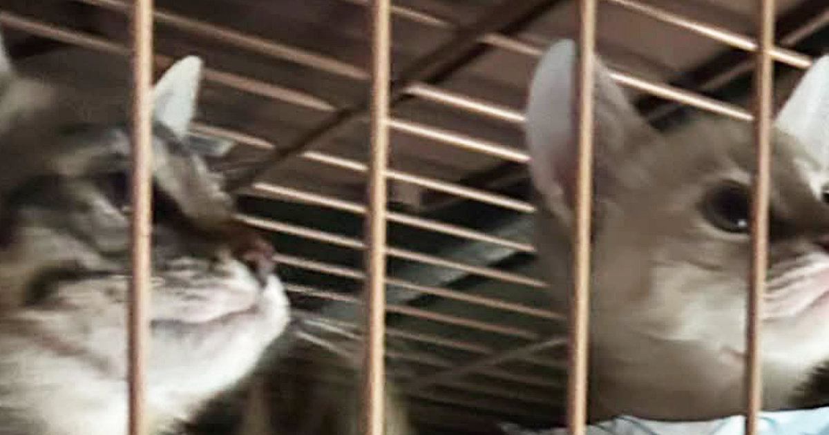 仕事中、家にいる『子猫たちの様子』が気になり送ってもらった結果…まさかの光景に「可愛すぎて笑ったｗ」「お仕事頑張れそうだねｗ」の声