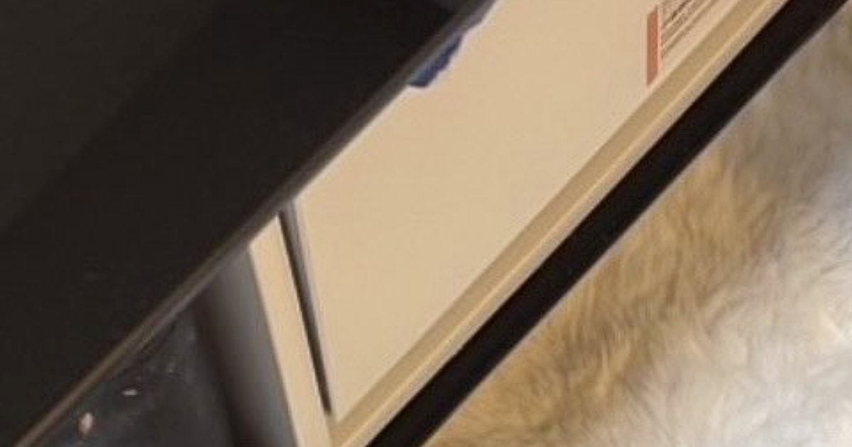 猫が妙に静かだなと思ったら、『家具の下』で…まさかの光景に笑ってしまうと4万いいね「変なとこ好きだねｗ」「油断しすぎｗ」