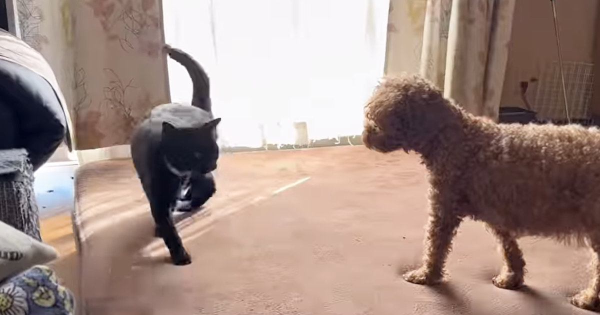 猫が犬の横を通り過ぎるかと思ったら…次の瞬間→思わず笑ってしまうやり取りが6万表示「素晴らしい身のこなしｗ」「足関うまそう」