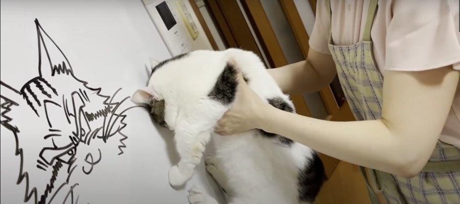 猫家族みんなで壁チャレンジ♪結果は…