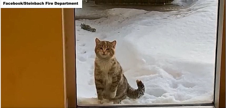 寒さに震える子猫は、消防署に助けを求めました！