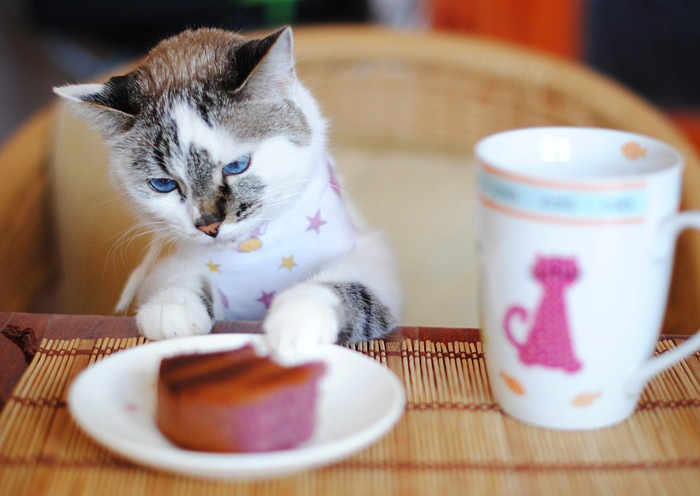 下北沢の猫カフェ！おすすめのお店5選をご紹介