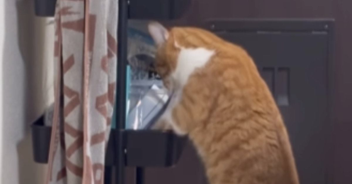 パパとママで『態度が違いすぎる猫』…まさかの光景に爆笑する人が続出「可愛くて何度も見ちゃうｗ」「ちがーうって言ってるｗ」と16万再生