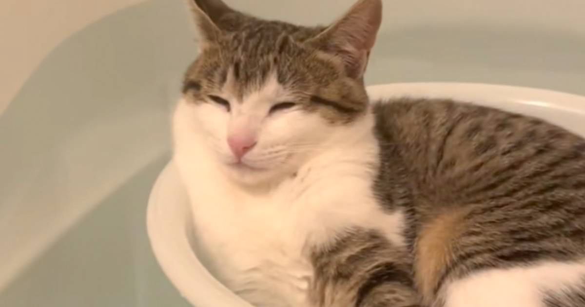 子猫が湯船に浮かぶ『洗面器の中』に入ると……まさかの光景が可愛すぎて笑っちゃうと99万再生「絶妙な温かさなのかなｗ」「羨ましい」