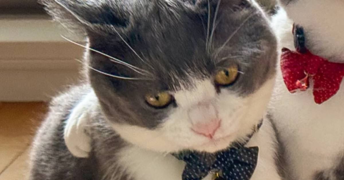 肩に腕を回されて困った表情の猫→もう1匹の『顔』を見てみると…まさかの光景に「ジャイアンとのび太？ｗ」「両極端で笑う」と27万表示