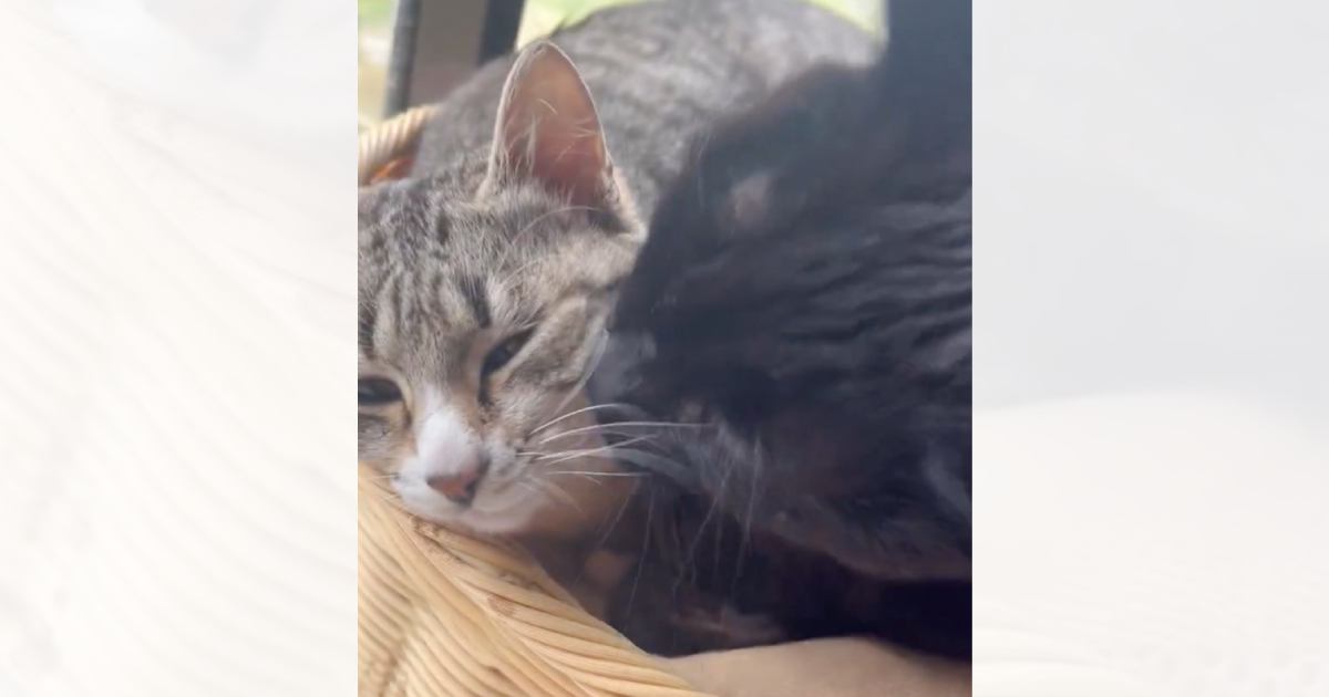 『ひとりぼっちで山に捨てられていた猫』の現在……優しさいっぱいの光景が泣けると1万7000いいね「なんて素敵」「幸せを感じる」
