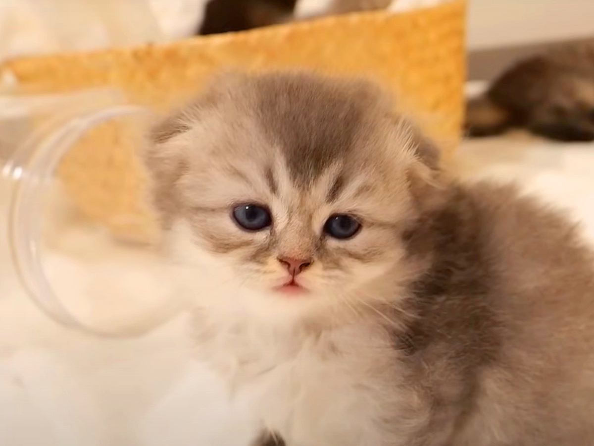 いつもトイレでくつろぐ子猫たちにベッドを与えた結果…『まさかの光景』がおもしろ可愛いと反響「たまらん」「トイレで寝んといて〜ｗ」