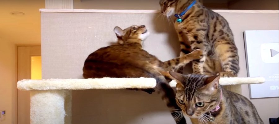 キャットタワーで喧嘩する親子猫＆呆れ顔の娘猫ちゃん！