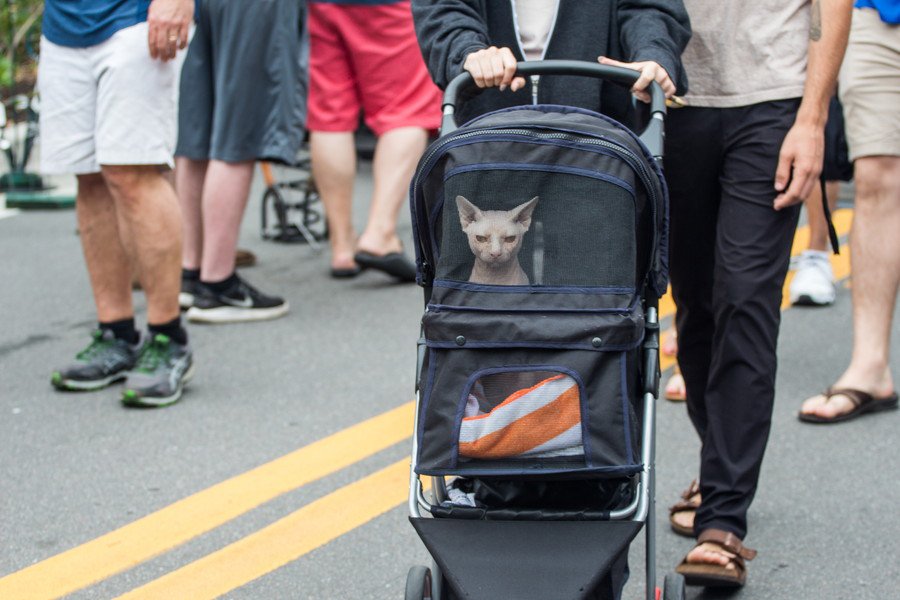 100匹猫ちゃん大行進！シカゴの街中で「猫ツアー」が開催され、大成功　米国