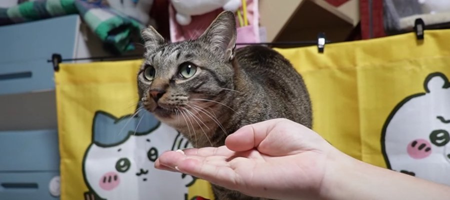 "いらんいらん"のハズが…？！おやつの美味しさに気づいてしまった猫さん