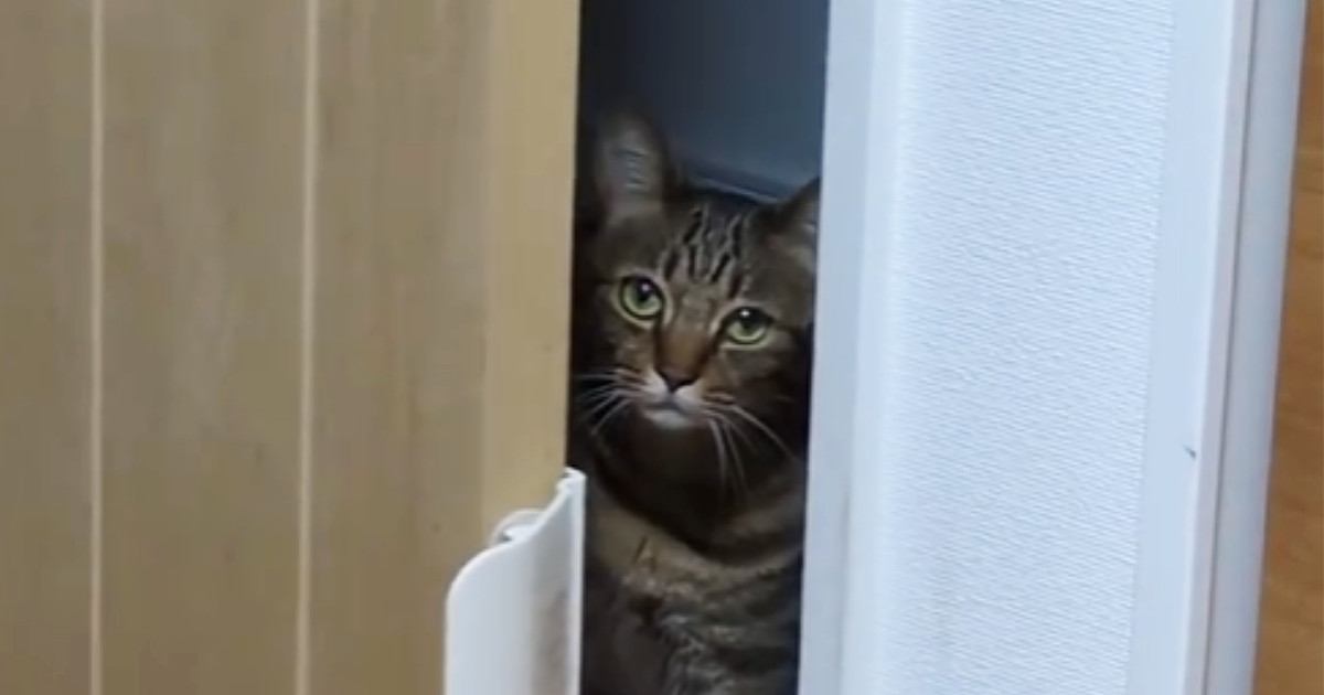 部屋の前にいた猫→ドアをゆらゆら動かして…まさかの『毎晩のルーティン』に「吹いちゃったｗ」「真顔がシュールｗ」と笑う人が続出
