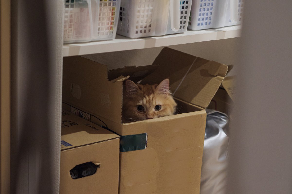 猫が『心を閉ざしている』ときの原因4つ　不信感を持っているサインや信頼を得るためのコツまで