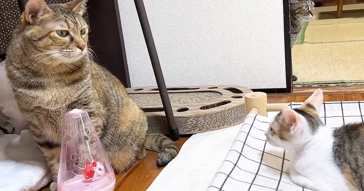 『新入り子猫』が先住猫たちと対面した結果…心温まる『優しい歓迎』に「本当にすごい」「接し方に愛を感じる」「いい子ばかりだね」と反響