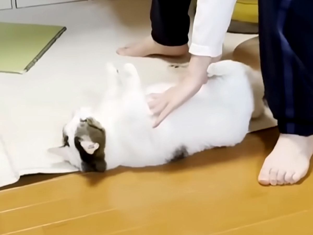 『もはやパン生地』男の子にコロコロ転がされる猫…可愛すぎる『おねだり姿』に悶絶「こねられた後にキメ顔」「幸せそうなのがたまらん…」