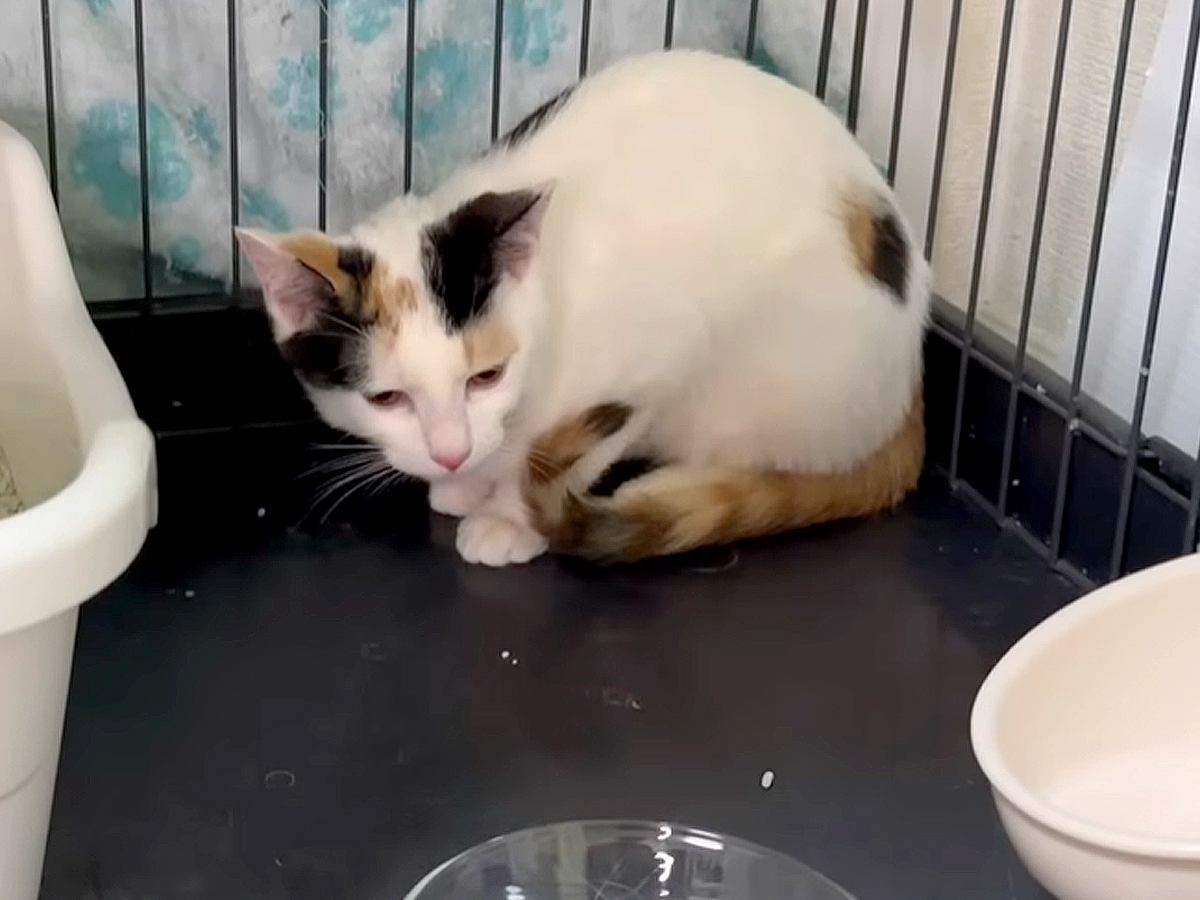 ワクチンと爪切りにブチギレた猫→威嚇された猫は食欲不振に…翌朝、『前日とはまるで違う２匹の姿』に「機嫌直ってよかった」「安心した」