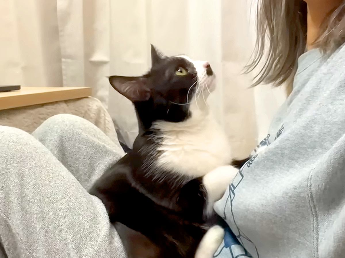 大好きなママとくっつきたい猫→無理やり体をねじこみ…想像以上に『愛されすぎている光景』に反響「幸せだね」「自分のママだと信じてそう」