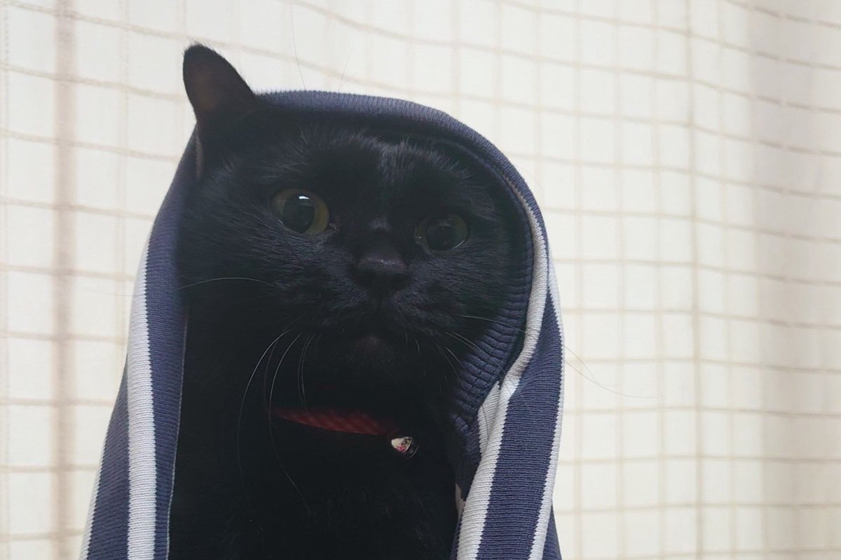 コロコロ不要！猫の毛がつきにくい服の素材３つ