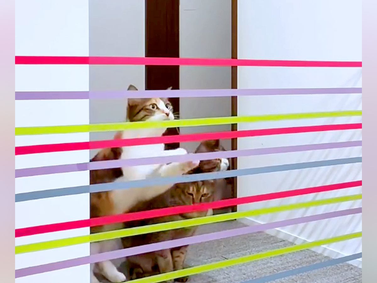 ７匹の猫の『ジャンプ力』を検証→テープを張ってみた結果…"想像以上の展開"に爆笑の声「楽しすぎるｗ」「個性が出てるねｗ」と48万再生