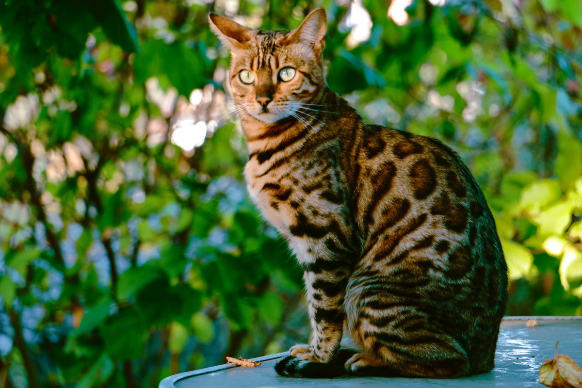 イケメンすぎる⁈『かっこいい猫種』4選　ワイルドだったりスマートだったり…猫はかわいいだけじゃない！