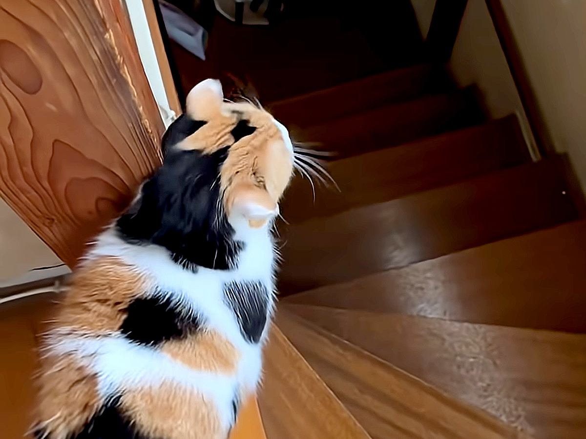 朝、一緒に目を覚ました三毛猫→ついてきてほしい様子で…あまりにも尊い『最高の光景』が15万再生「ぽてぽてしててかわいいｗ」「たまらん」