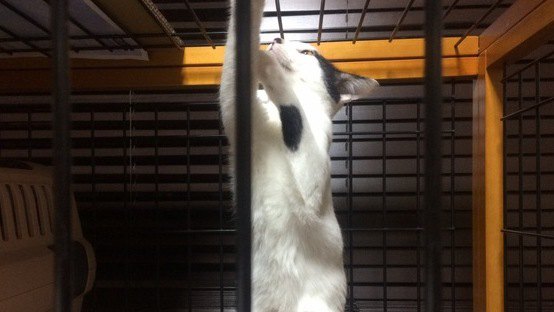 猫を飼うときに絶対に必要な条件９つ