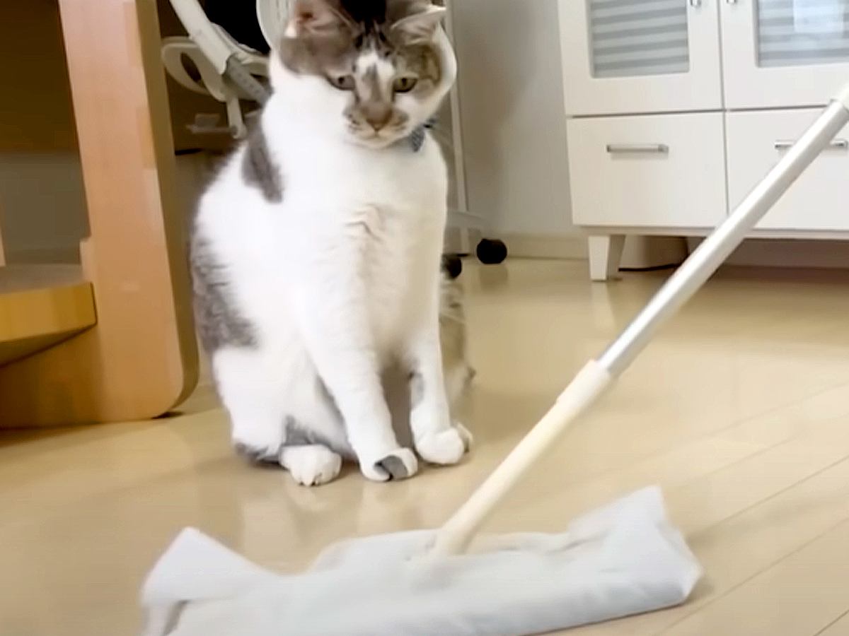 ママがフローリングワイパーを取り出すと、愛猫が警戒心MAXに…まさかの『掃除が終わるまで攻撃し続ける姿』に「家族を守ってるのかな」