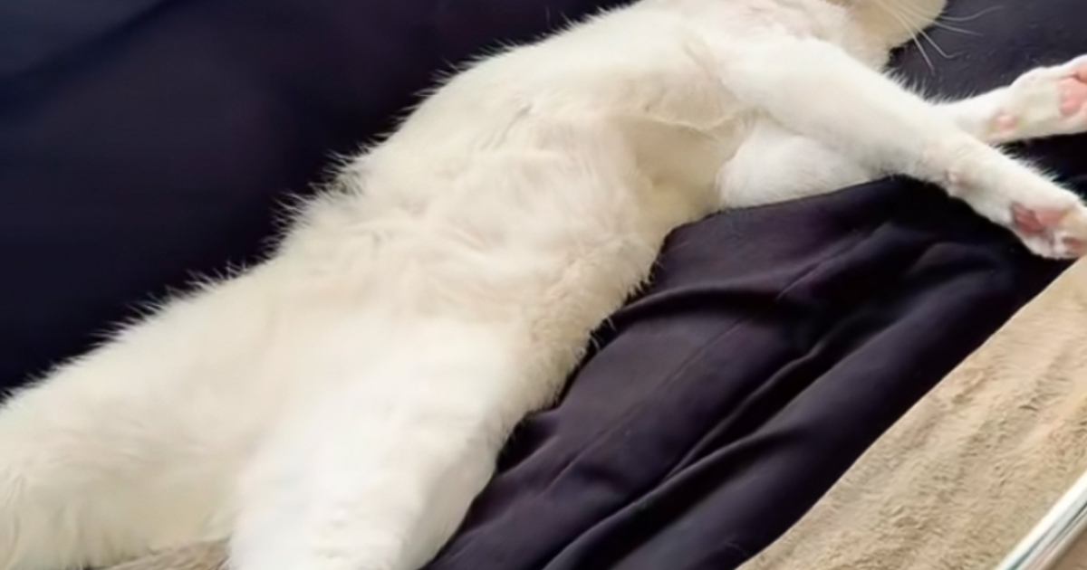 猫を保護して10日目→ソファの上を見てみたら……『嘘みたいな光景』に「10年は住んでそうｗ」「くつろぎ過ぎｗ」と吹き出す人が続出