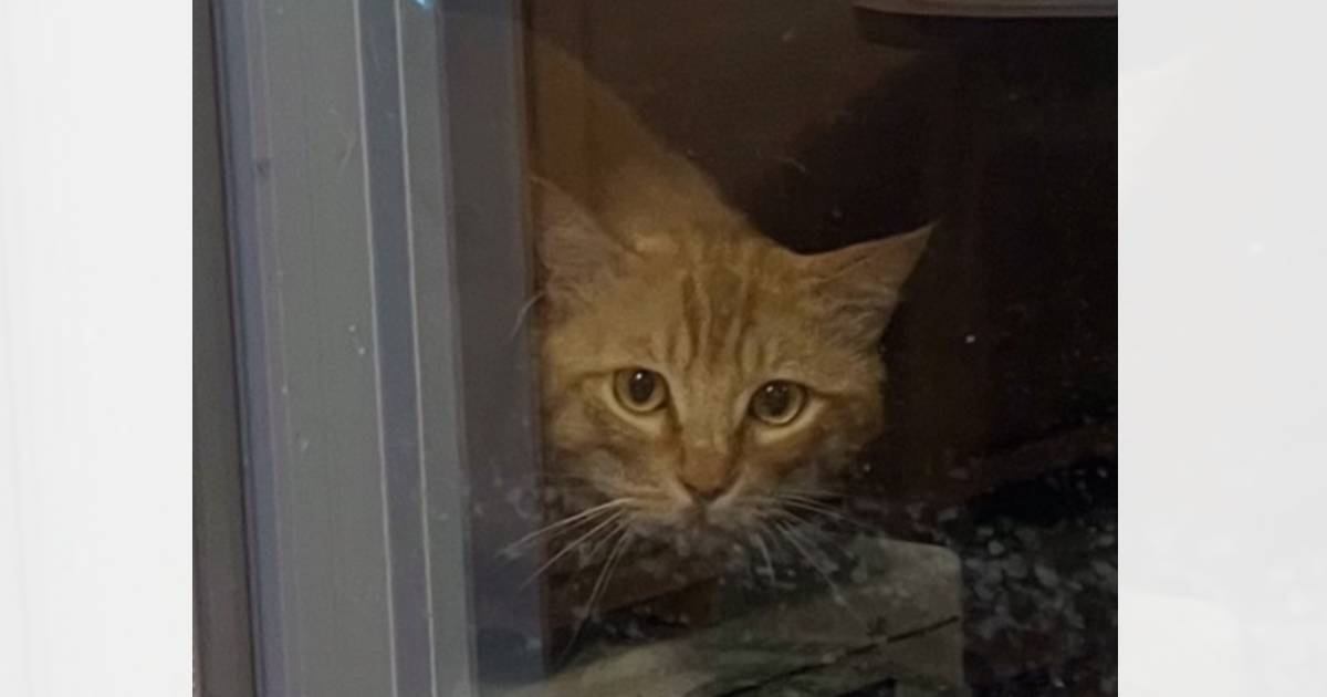 庭に遊びに来るようになった野良猫が『突然来なくなった』と思ったら…まさかの展開に涙がでると15万再生「素晴らしい」「本当にありがとう」