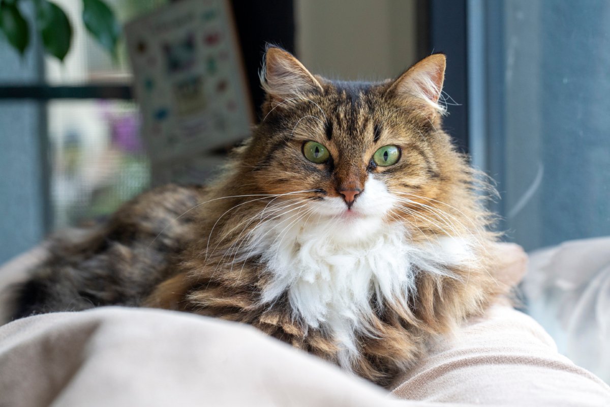 『抜け毛が多い』とされている猫種6選　それぞれの特徴や対策方法までご紹介