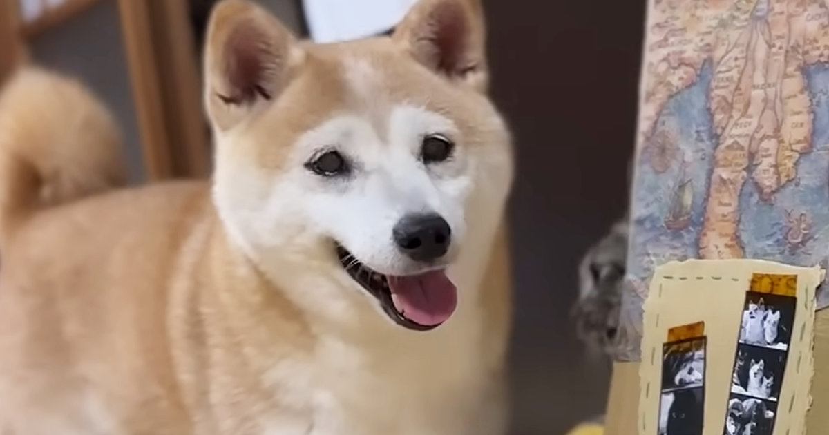 ダンボールハウスで遊ぶ『柴犬と猫』→中にいた猫が突然消えると…ほっこりする光景に「リアクションが完璧で可愛いｗ」「癒やしをありがとう」