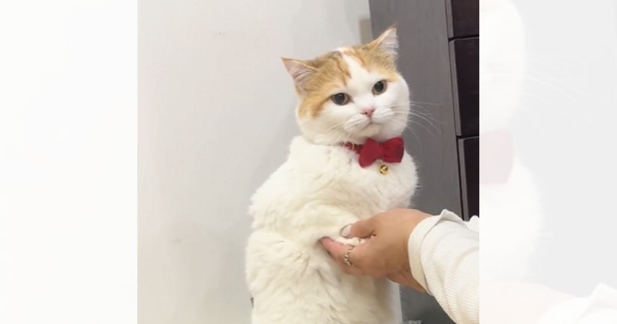 トイレをする猫の『姿勢』を見てみると…あまりにも独特な『可愛すぎる様子』が56万再生「トイレのときは呼ばれるの？ｗ」「人間より器用ｗ」