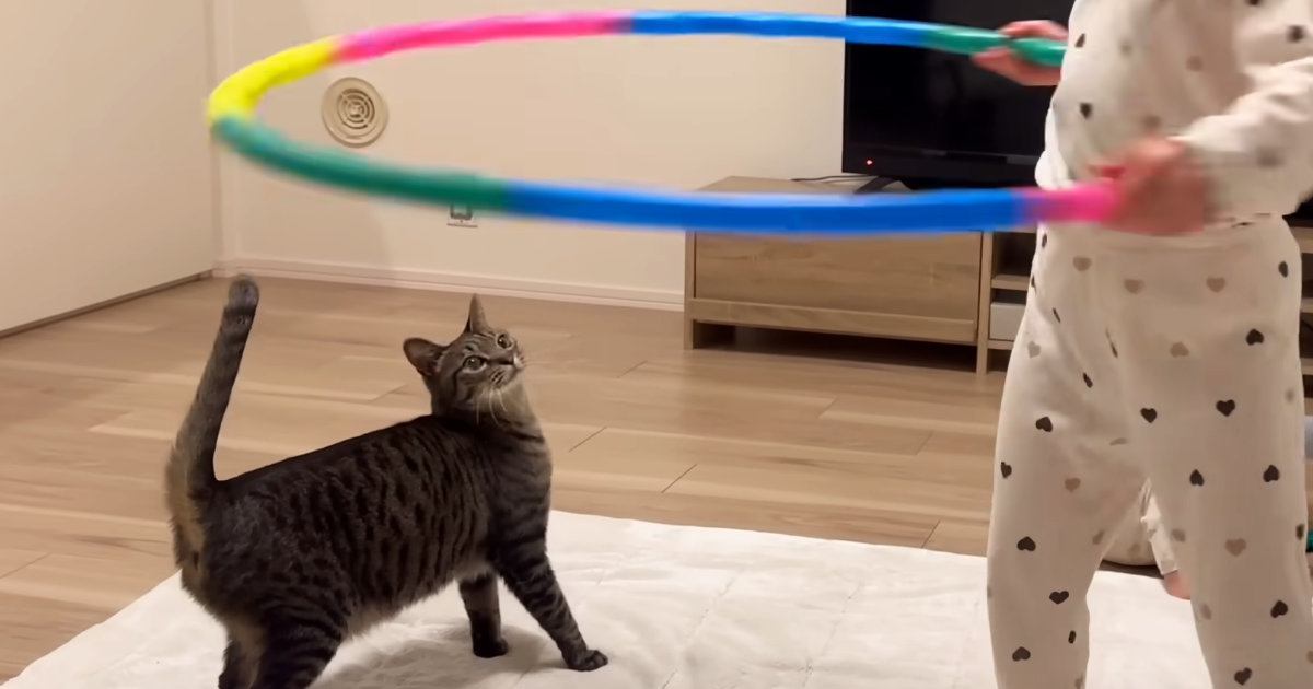 仲良しな女の子が『フラフープ』を回し始めたら、猫は…ほっこりする瞬間が46万再生「前世で友達だったでしょｗ」「なんて平和なんだ」