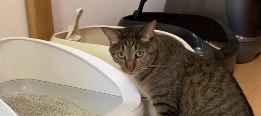 どのトイレがお気に入りかな？猫ちゃんのトイレ環境見直し大作戦♡