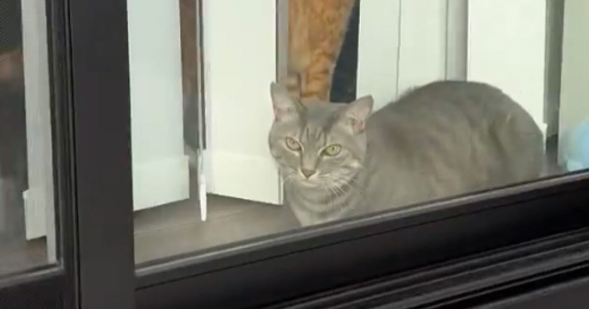 すっぴんで窓際にいる猫に近づいたら…飼い主さんショックの『まさかの反応』が122万表示「防犯意識高めｗｗ」「えっで笑ってしまった」