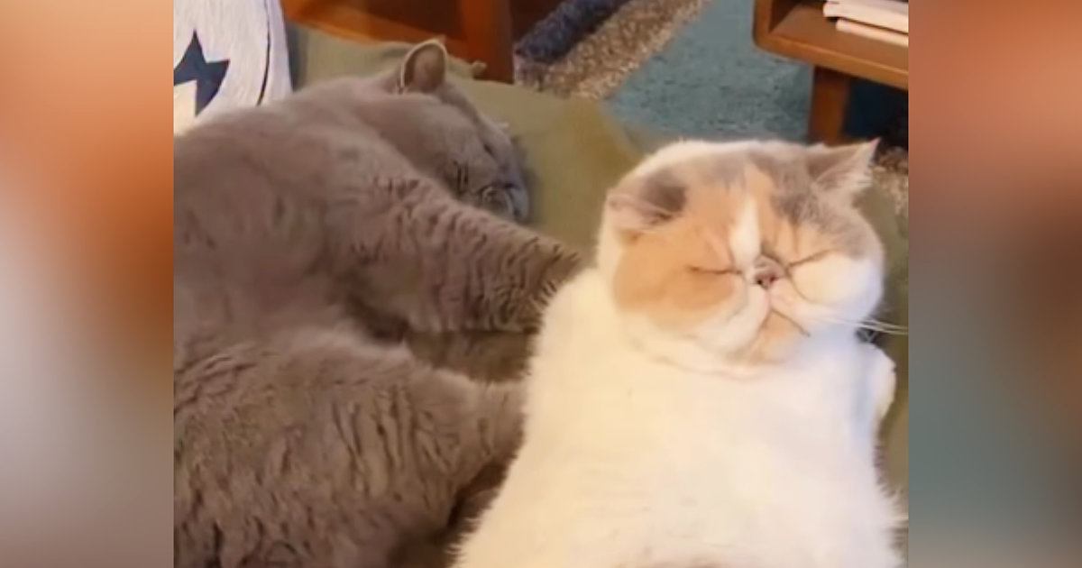 妹猫に『圧強めなマッサージ』を兄猫がした結果…「私もしてほしいｗ」「なんとも幸せそう」ほっこりする『可愛らしい光景』が13万再生