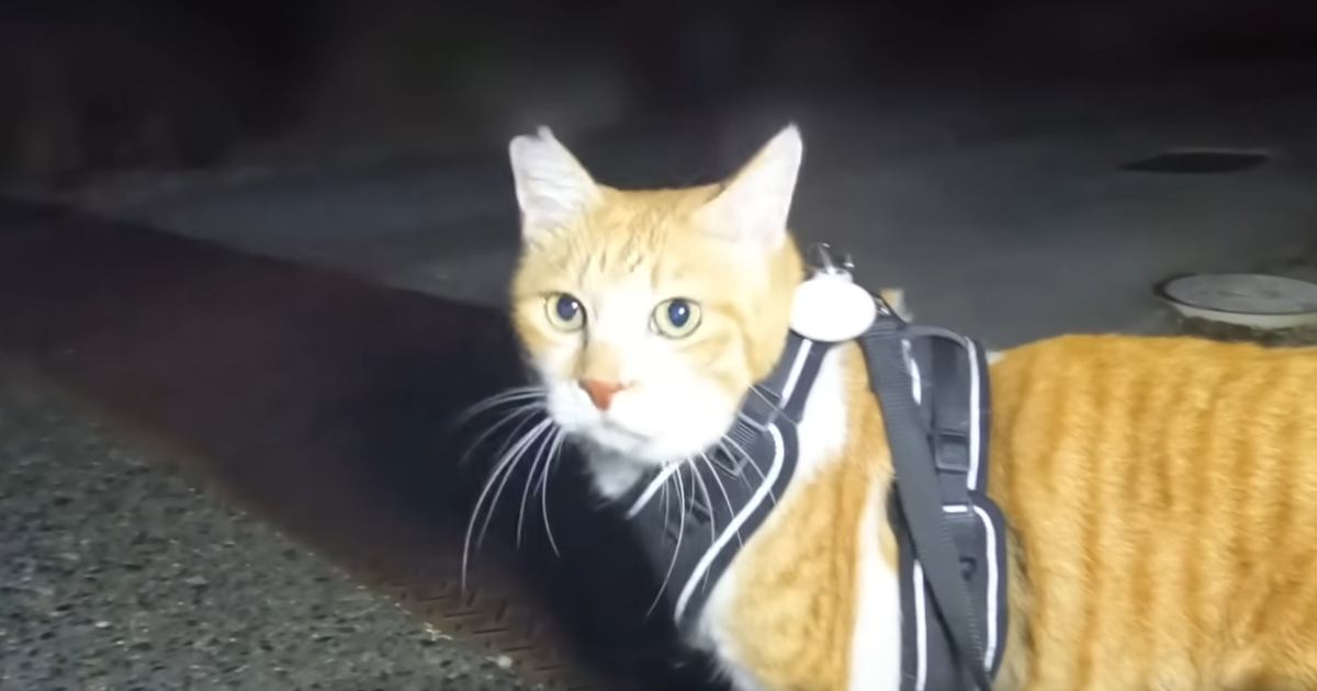 『大スキなおっちゃんとの再会』で……猫が見せた『可愛すぎる行動』が123万再生の大反響「時間差でｗ」「おっちゃんも喜んでると思うｗ」