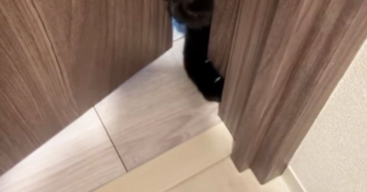 何としてでも部屋の中に入りたい猫→『顔』を使って……必死な様子に笑ってしまう人が続出「ねじ込んだｗ」「一生懸命で好き」と反響