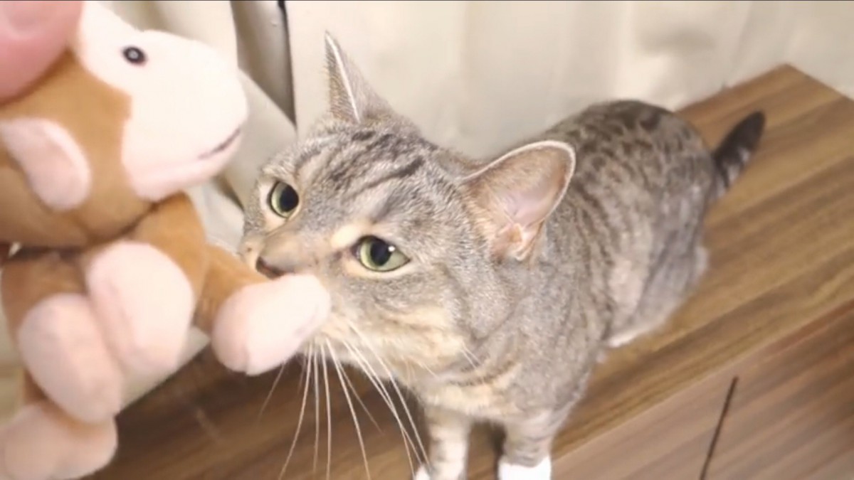 猫ちゃんが目をつけたのは…抱きつくお猿のぬいぐるみ？！