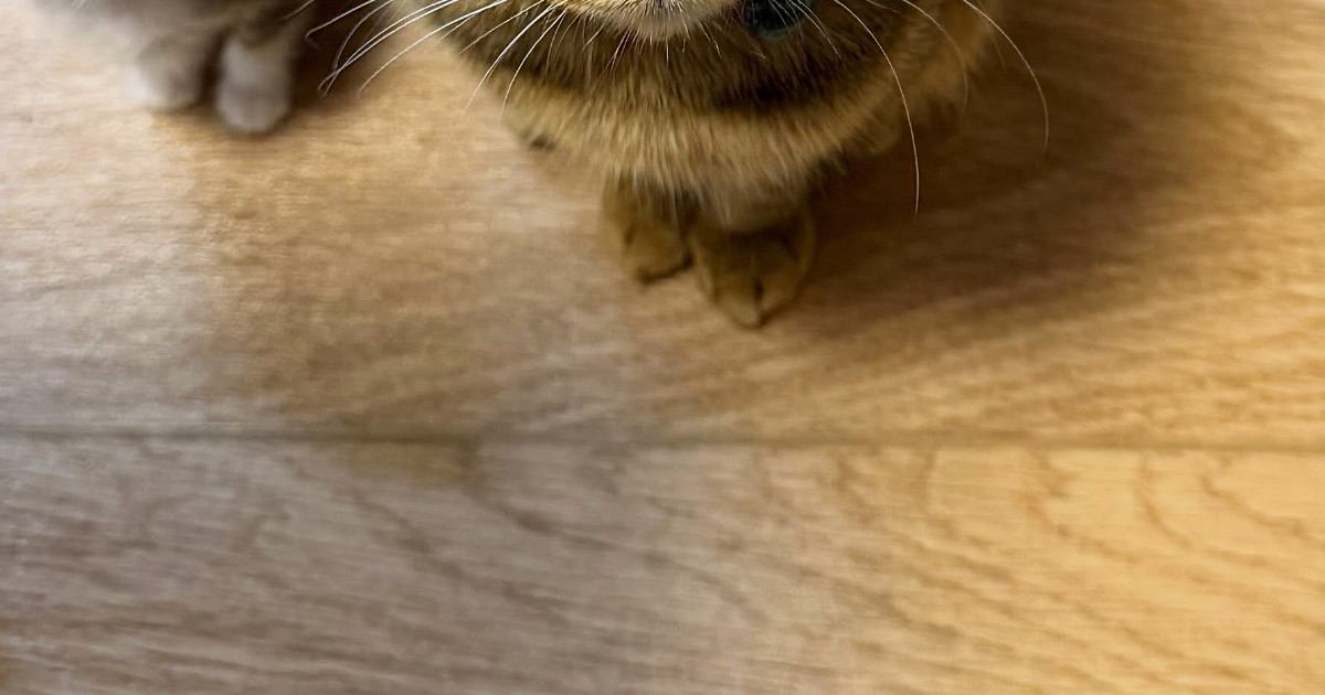 朝、パンを食べていると足元で猫たちが…微笑ましい光景に１万いいね「ちっこくて可愛いｗ」「食べづらいねｗ」と笑顔になる人が続出