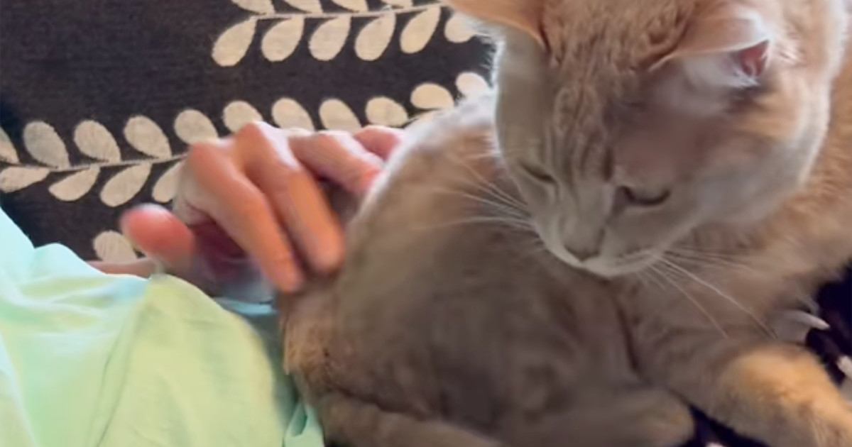 『赤ちゃんみたい』大好きなパパに撫でてもらった猫→次の瞬間…想像以上の『甘えっぷり』が74万再生「たまらないだろうねｗ」「真実の愛ｗ」