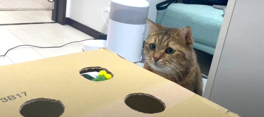 猫ちゃん専用！手作りもぐら叩きゲームに挑戦♡