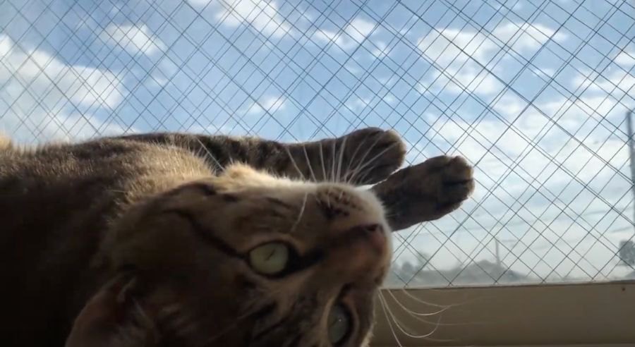 青空の下で転がる猫ちゃんに起きたプチハプニング！