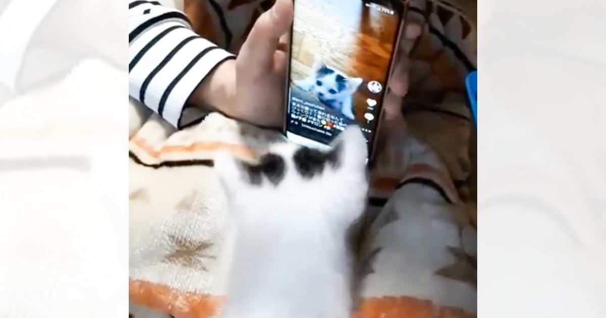 スマートフォンの画面に映る自分に……小さな子猫が見せた『まさかの行動』が可愛すぎると74万再生「反則級」「ちゃんとリズム取ってる」