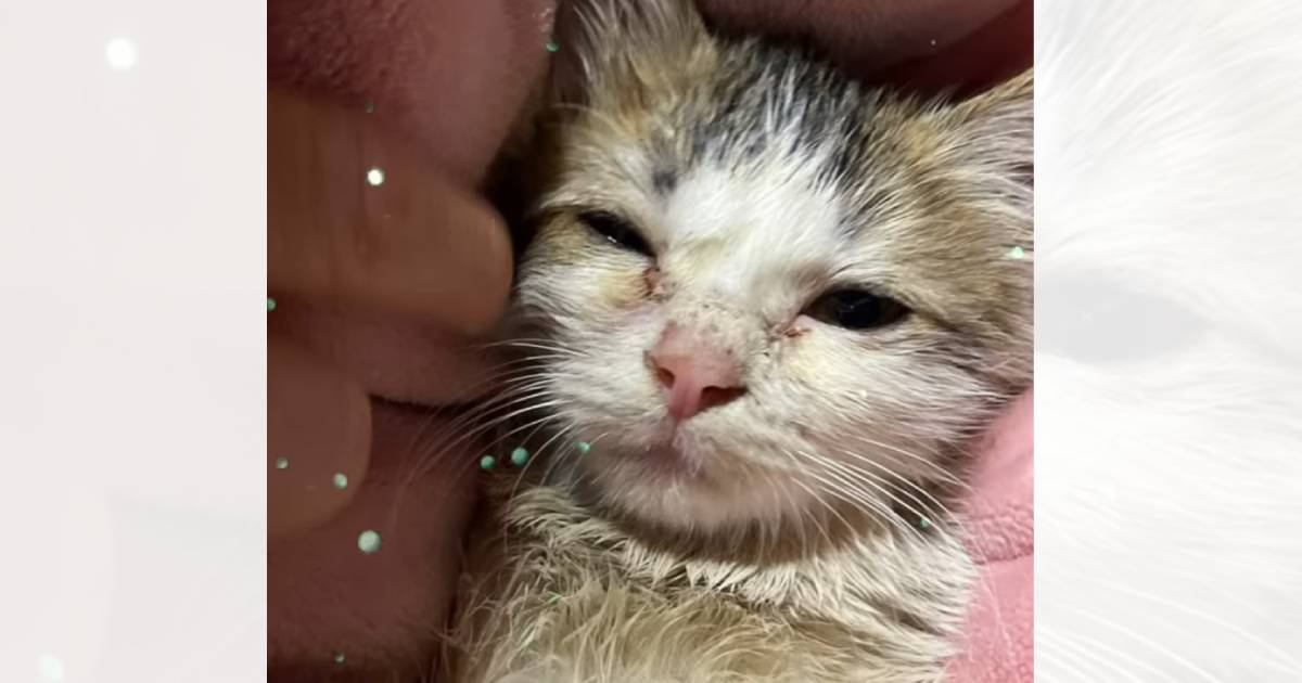 雑木林で必死に生きていた『オイルまみれの子猫』を保護した結果…涙なしでは見られない『変化の軌跡』に「胸が熱くなった」「ありがとう」の声