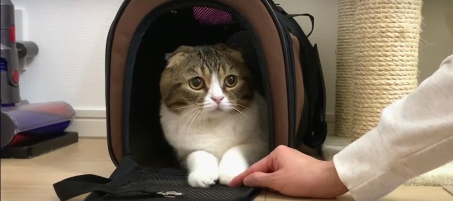 飼い主さんのお出迎え！息子猫に先を越されて拗ねちゃったパパ猫