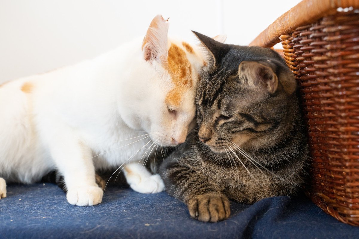 猫が『しょんぼり』としていたら…5つの心理と飼い主ができる対処法