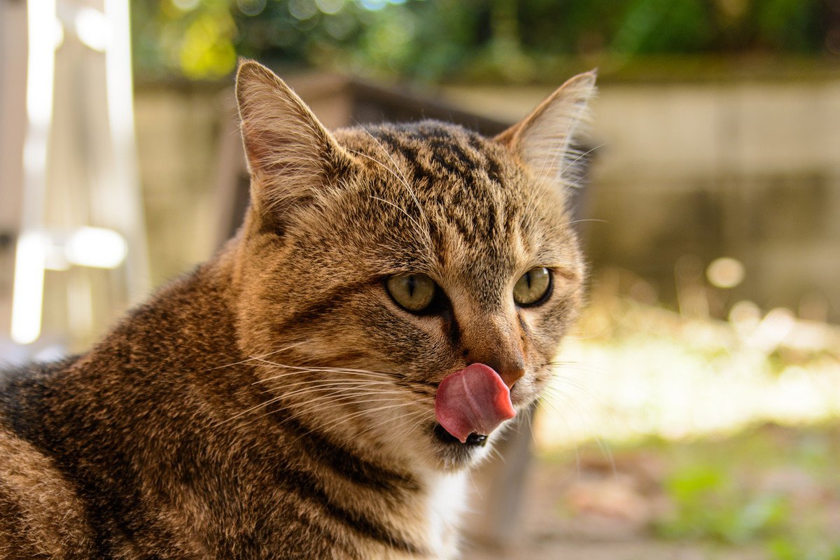 猫が舐めると死ぬ『危険アイテム』3つ！原因とその後の恐ろしい症状とは