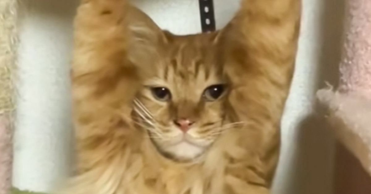 ふとキャットタワーのほうを見てみたら、猫が……『思わぬ状態』に爆笑が止まらないと96万再生「声出たｗｗ」「全てを諦めたかのようなｗ」