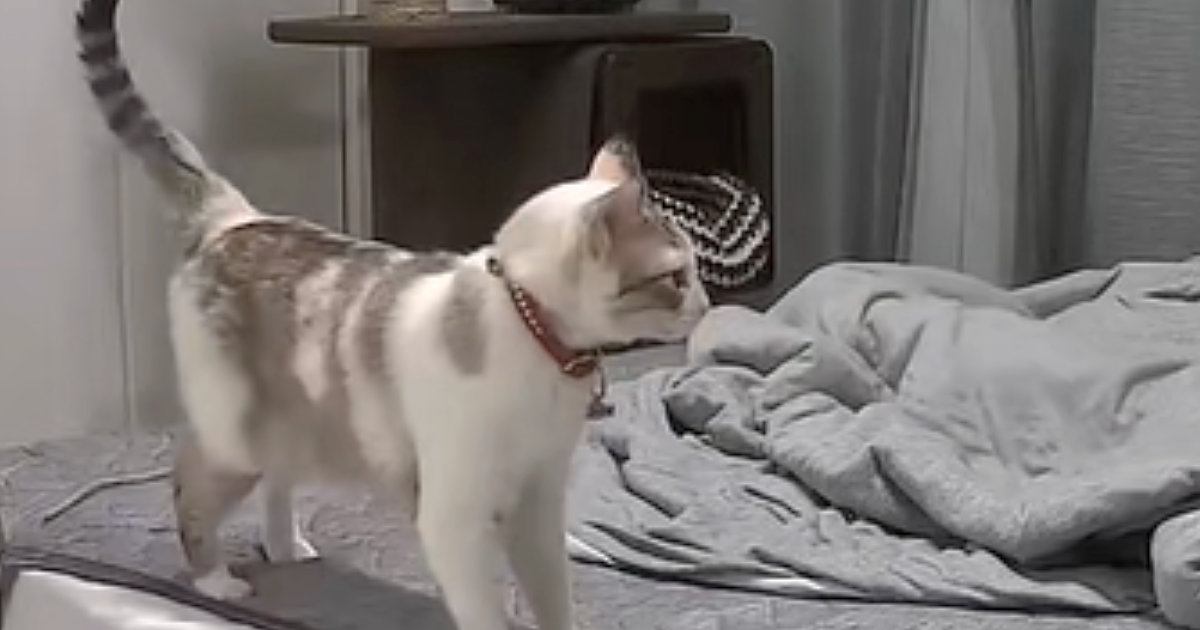 近づいてきた猫→飼い主に向かって突然『ハッハーン』と…『驚きの瞬間』が56万再生「主の反応までかわいい」「想像以上に言ってるｗｗ」